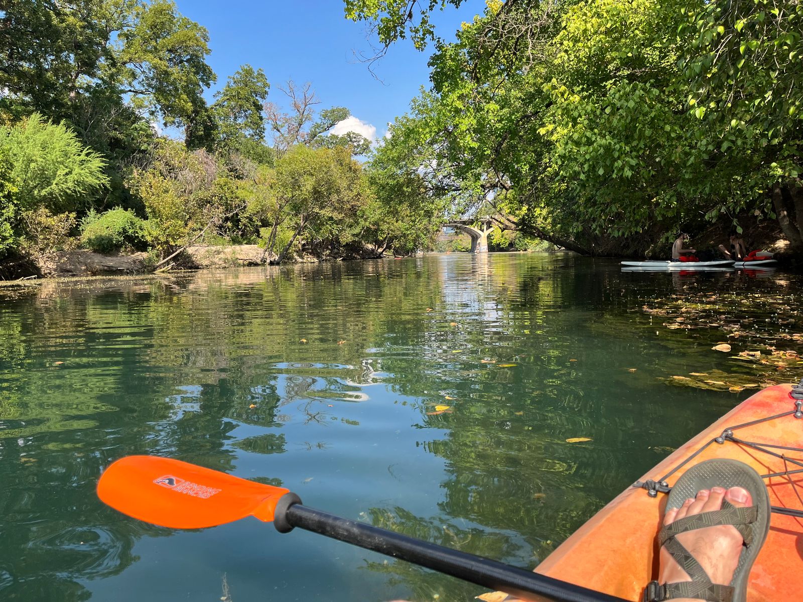 Kayaking near downtown Austin up a small creek surrounded by trees