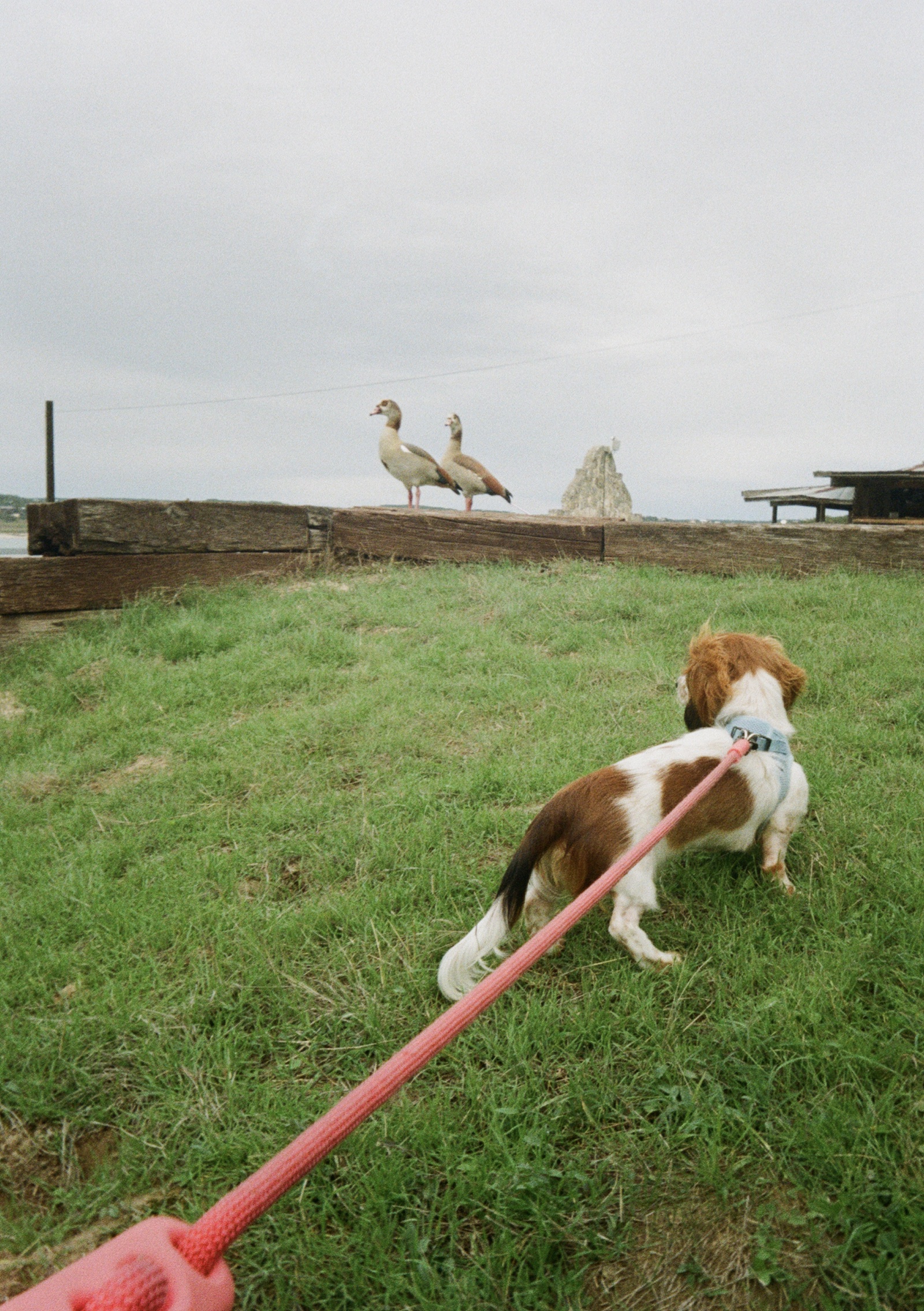 A dog looking at some geese