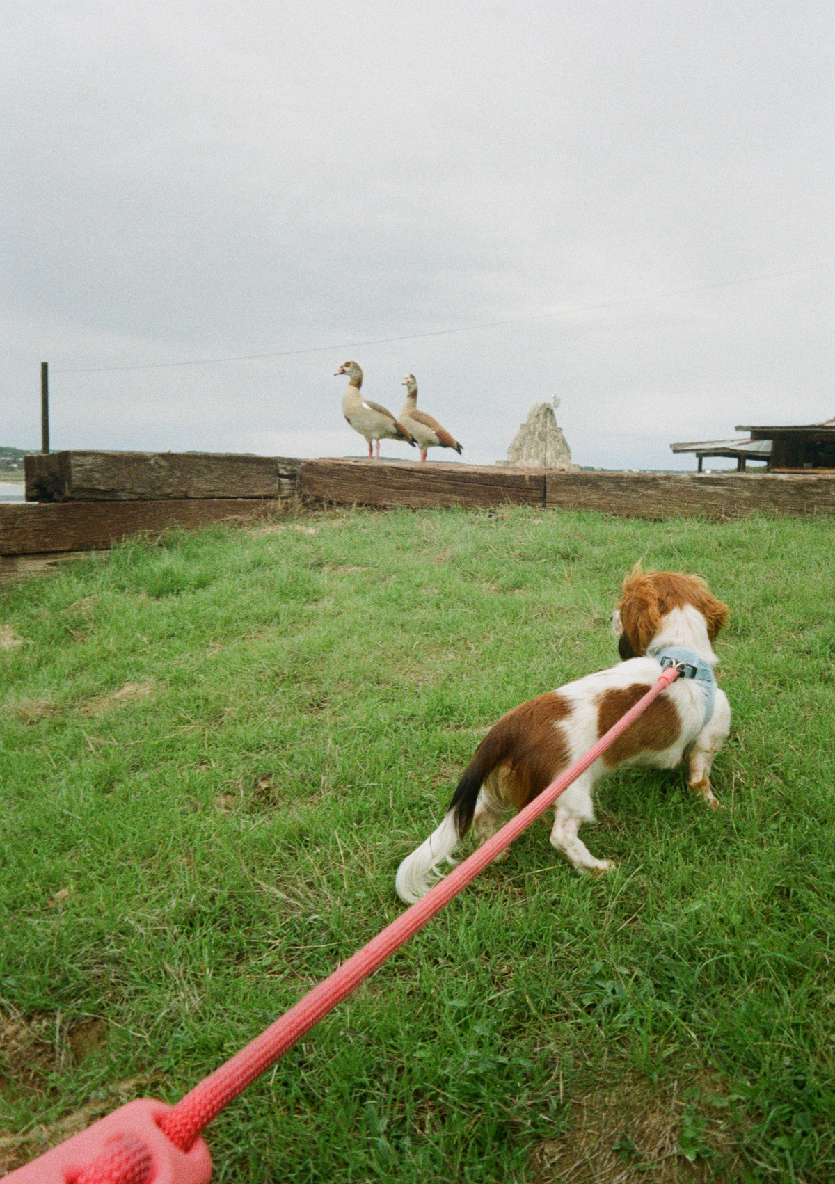A dog looking at some geese