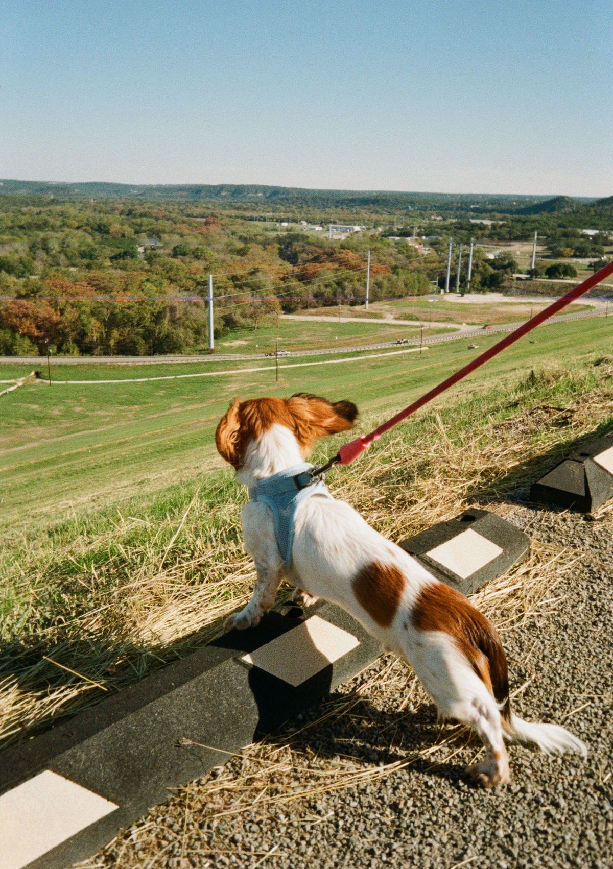 My dog at an overlook, his ears carried by the wind