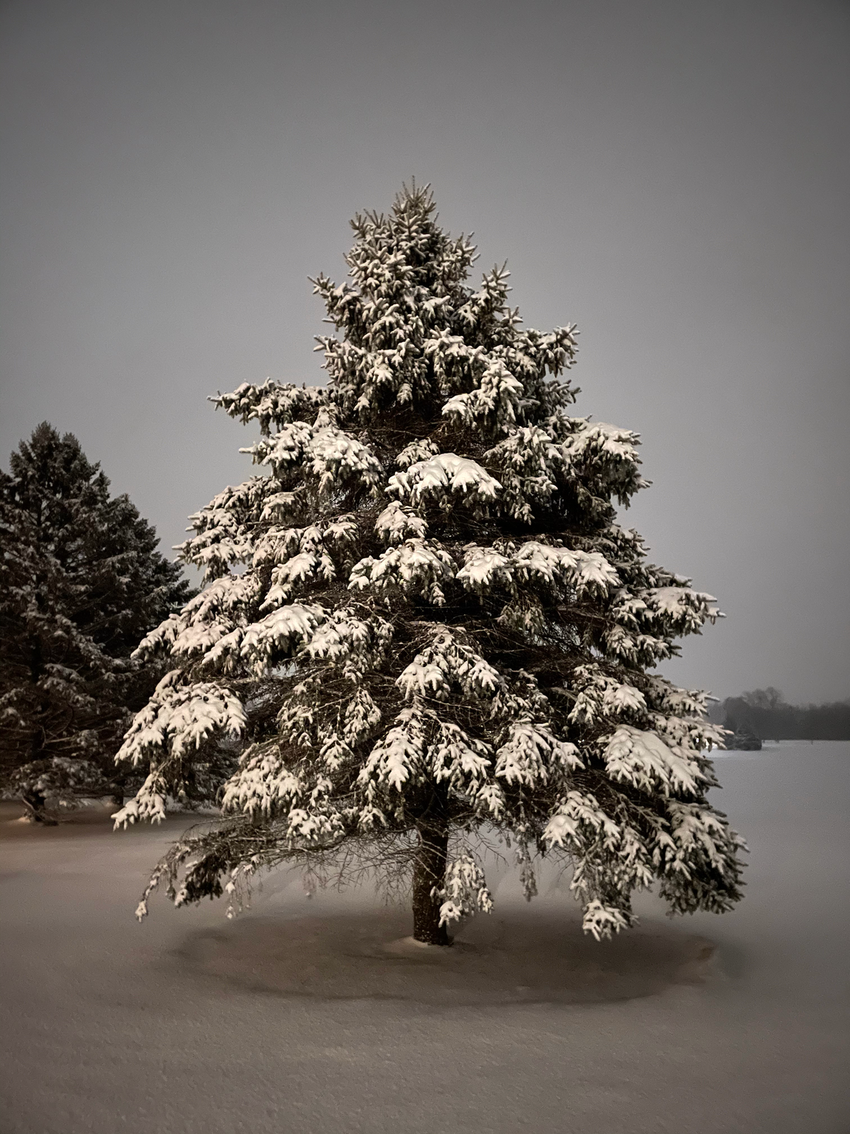 Tree covered in snow at night