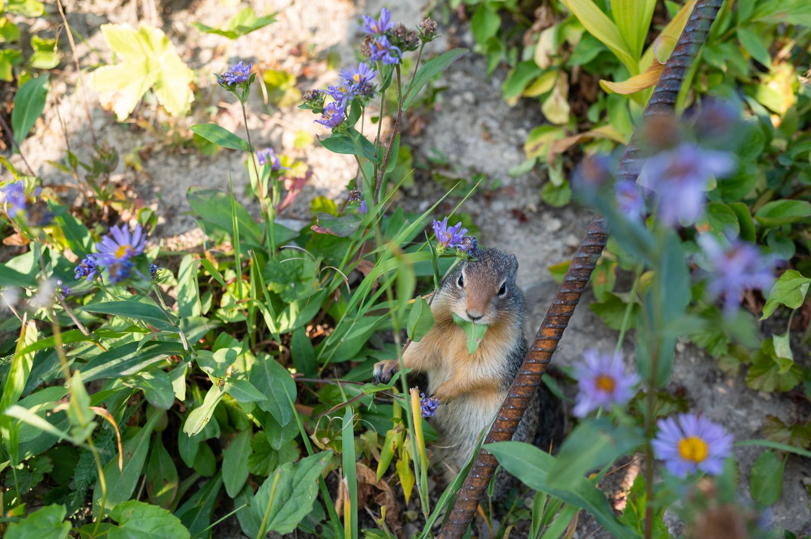 A cute squirrel chewing on a leaf