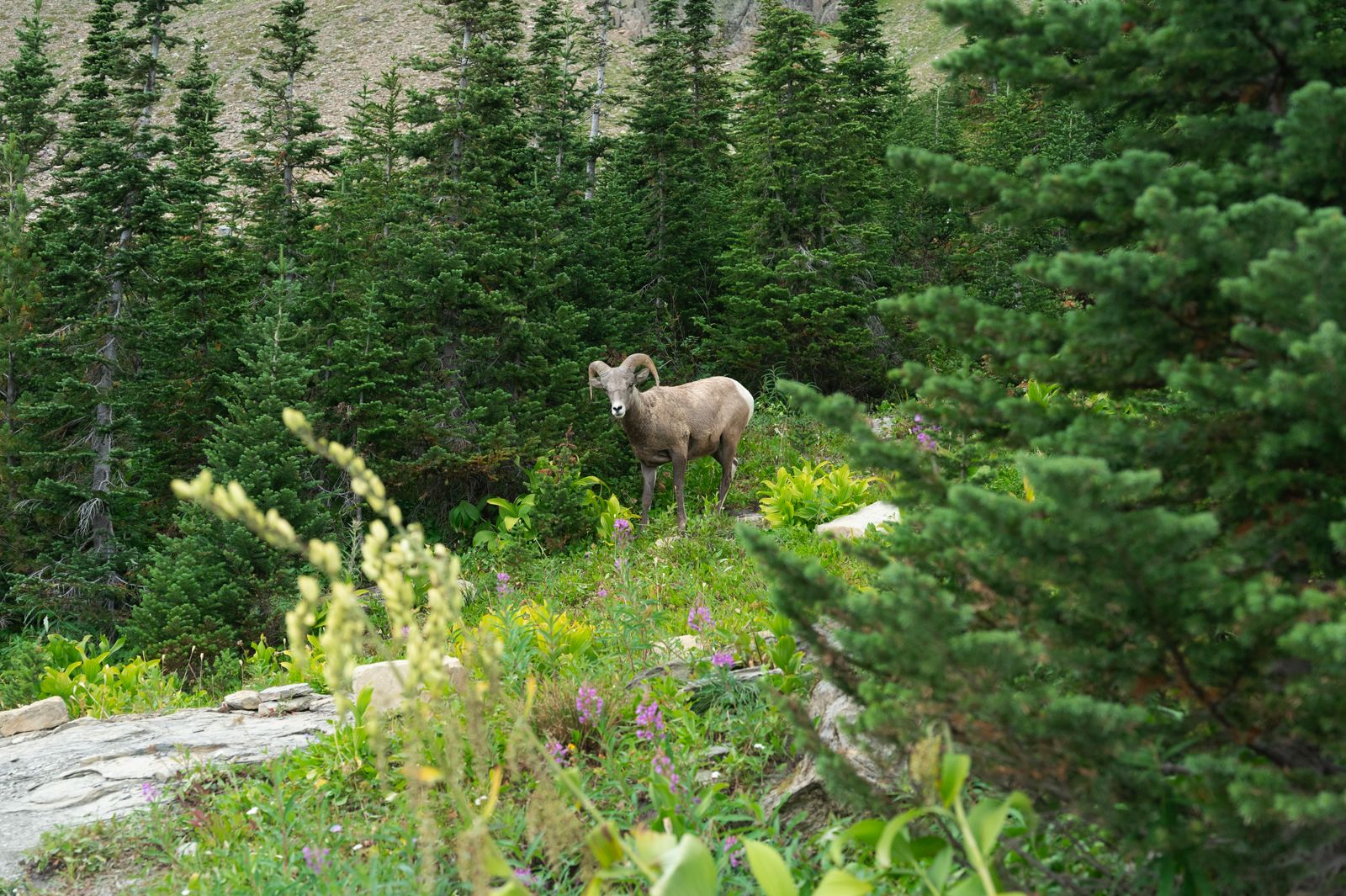 Bighorn sheep