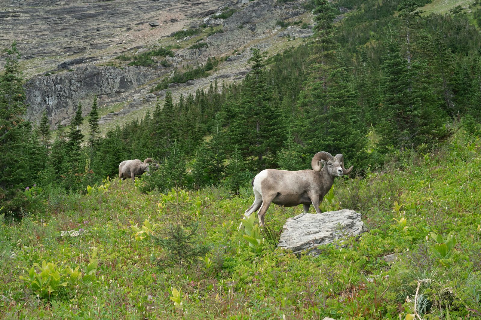 Bighorn sheep