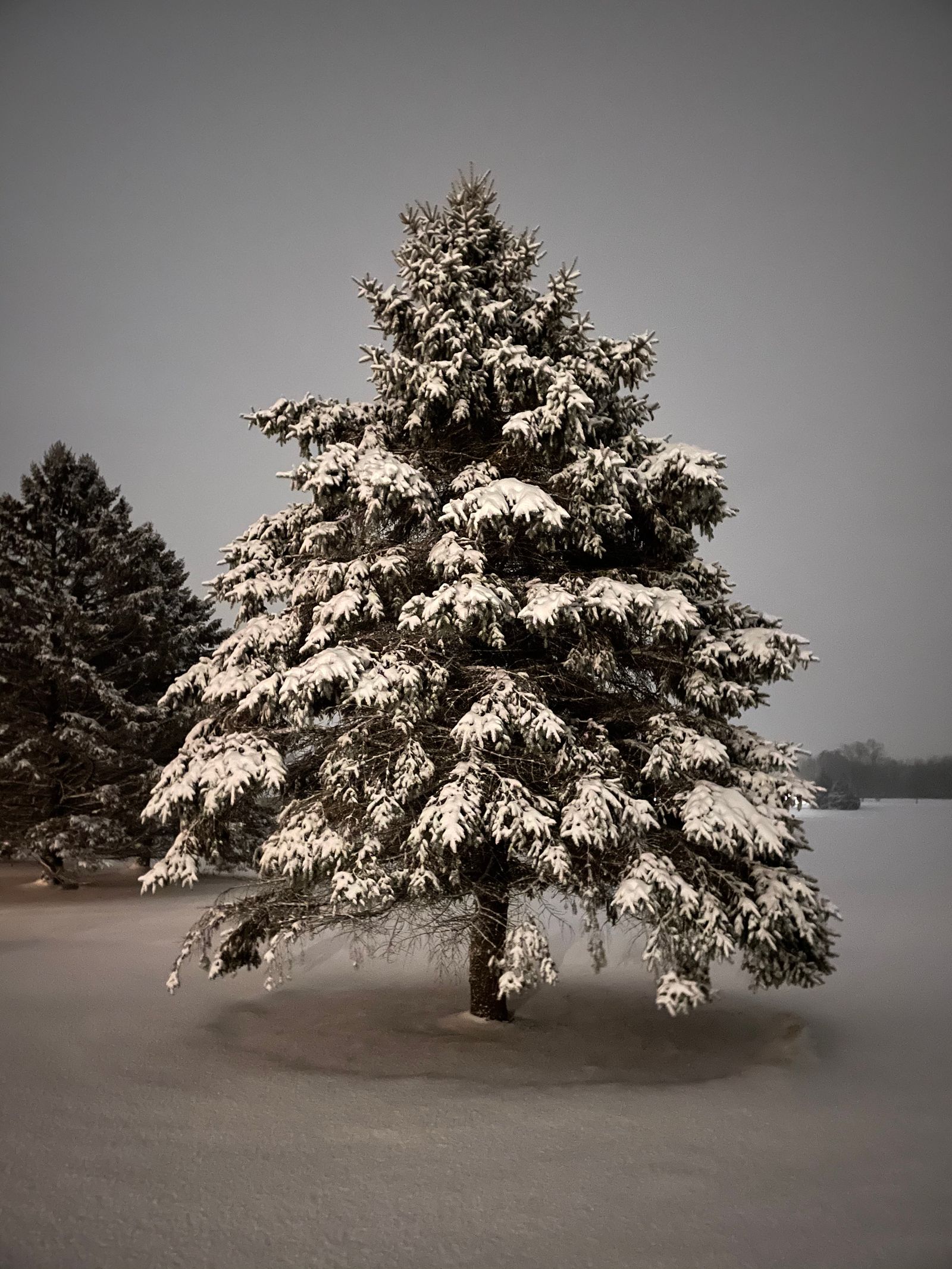 Tree covered in snow at night