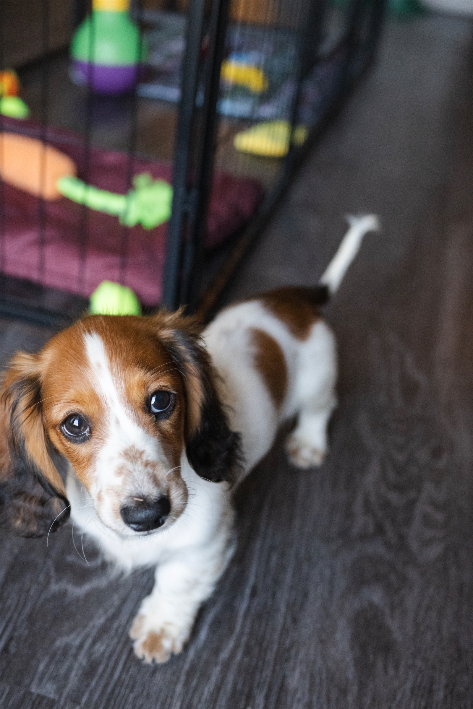 A small dachshund puppy