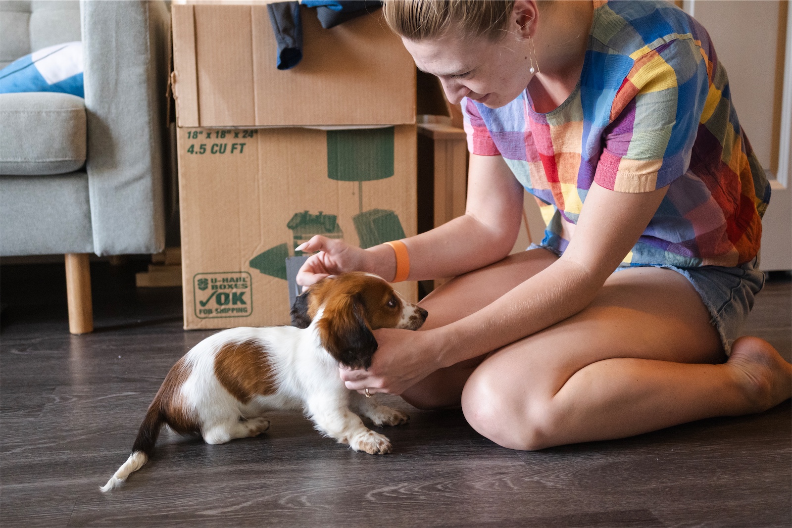 A small dachshund puppy