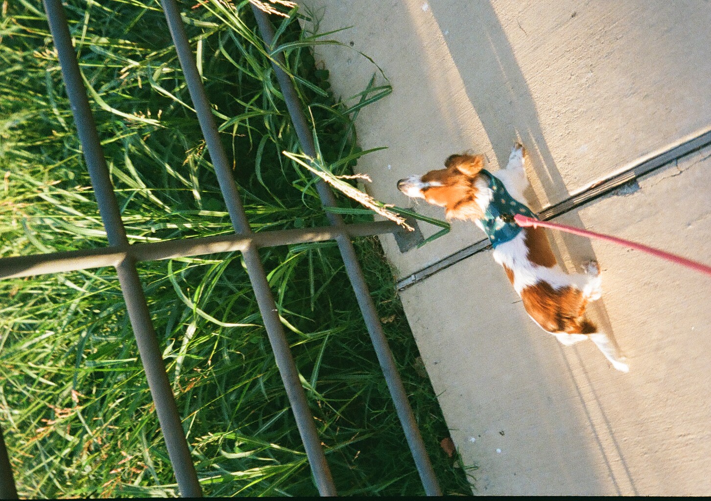 Our tiny sausage dog sniffing a plant